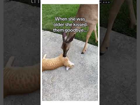 Do you think she sensed his passing? #wholesome #animals
