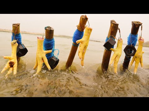 Fishing video | New Method | Fish Catching from the River using Chicken Legs