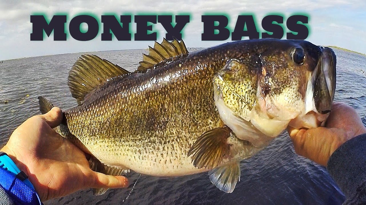 MONEY BASS - Lake Okeechobee - FLW Tour #1