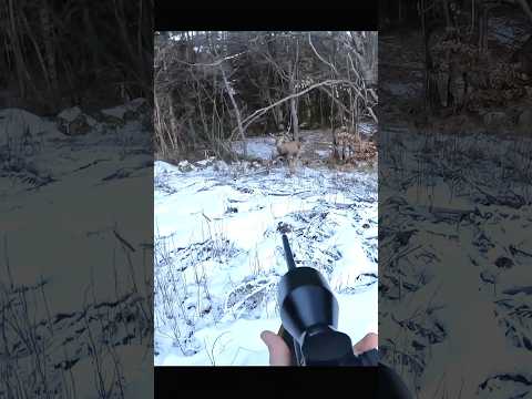 Hunting deer at snow 🌨️#hunting #deer#moose#chasse#