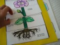 Plant Parts and Their Functions