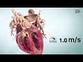 ECG Interpretation and Heart Function