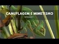 Complexidade e Mimetismo na Evolução