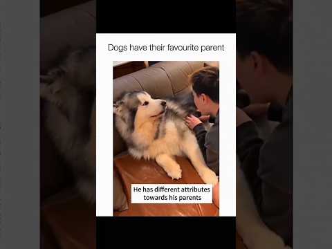 Dogs being idiots part 206 🤣🐕 #funnydog #funnypet #cutedog #dog #pets #shorts