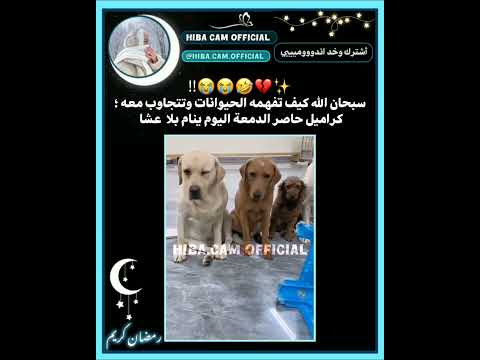 كراميل : أتألم ولا أتكلم 😭😂✨️.اشترك وخد اندوووميييي #fyp #funny #blackpink