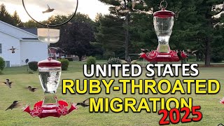 Ruby-throated Hummingbird Migration Across the United States 2025