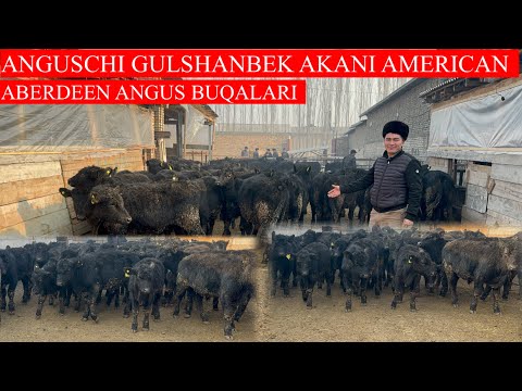 ANGUSCHI GULSHANBEK AKANI AMERICAN 🇺🇸 ABERDEEN ANGUS BUQALARI KELDI