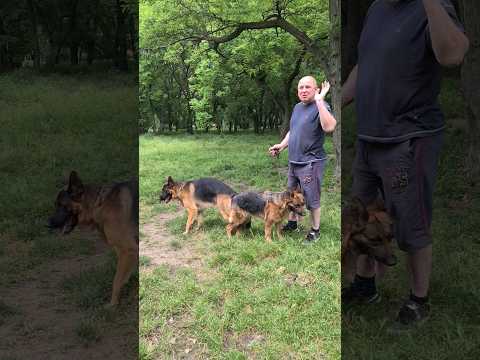 Альфонс и Джуди. Ждём щенков. Немецкие овчарки.  Одесса. #germanshepherd