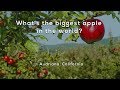 Apple Varieties and Characteristics