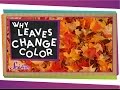 Tree Physiology and Leaf Changes