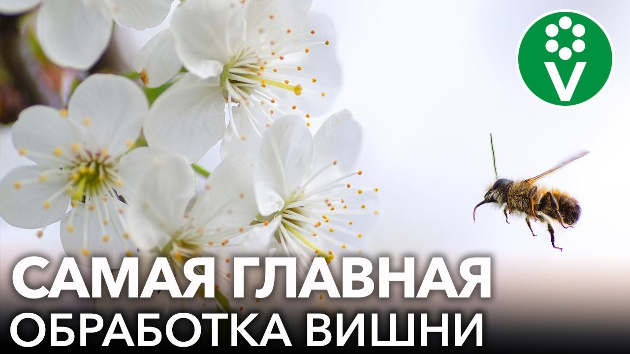 Вишня, черешня зацвели? Обязательно опрыскайте этим от всех болезней и вредителей