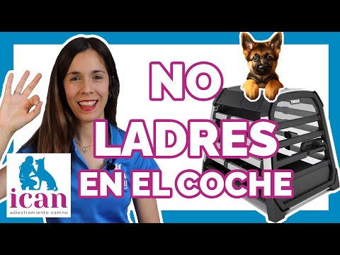 Enseñar a un perro a VIAJAR y NO LADRAR en el COCHE | Adiestramiento Canino