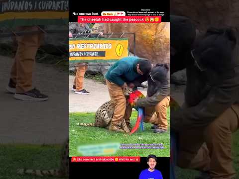 "Boy & Girl Save Peacock from Cheetah 😱 | Brave Rescue" #shorts #viralvideo #youtubeshorts #peacock