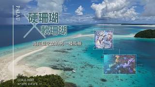 從長沙灘島到珊瑚海域，下水後才知道有多美【第一百六十七集】