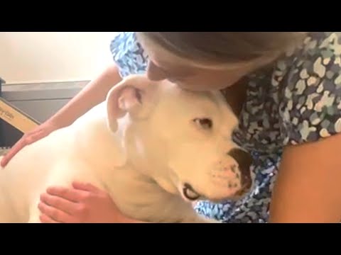 Woman brings rescue dog home. Then comes big surprise.