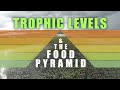 Exploring Trophic Levels and Food Pyramids