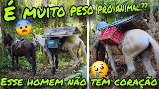 ELE NÃO DEVERIA TER FEITO ISSO 😨 É MUITA CARGA PRA CARREGAR NO ANIMAL 😧