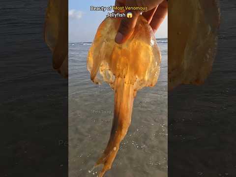 Underwater World: Beauty of Jellyfish 🌏