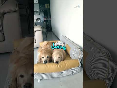 ليه الكلاب دي بترفض تنام غير جنب بعض؟!  #trending #غرائب #shorts #dog