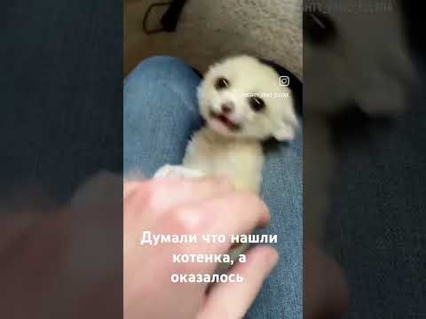 Не котенок а ?