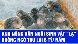 Anh nông dân nuôi sinh vật "lạ" không ngờ thu lời 6 tỷ/ năm | Chuyển động 24h