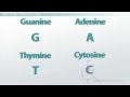 DNA Structure and Function Concepts