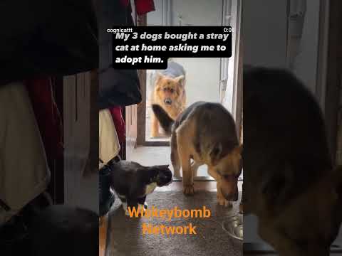 Three dogs invite a cat over for dinner