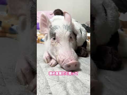 豚は褒め言葉？ #豚 #ブタ #pig #piggy