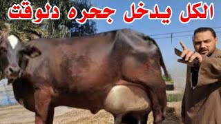  كل يوم من ده ولازم كله يقعد في بيته احنا بنبيع البقره المستورده بسعر الخليط والجاموسه بتمن البقره