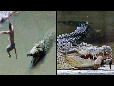 Os Crocodilos e Jacarés mais perigosos do Mundo
