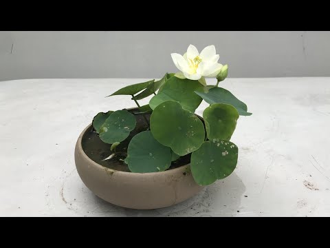 Trồng sen mini tại nhà sen mini bạch ngọc