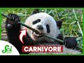 Understanding Pandas and Carnivora
