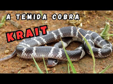 COBRA KRAIT - UMA DAS SERPENTES MAIS VENENOSAS DO MUNDO! UM ANIMAL RESPEITADO NA NATUREZA!!!