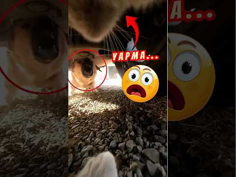 😲Bu Kedi Kendi Korkutucu Kaçışını Kaydetti 🐈😿