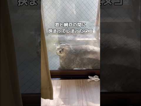 なにしてんwww #セルカークレックス #子猫 #shorts