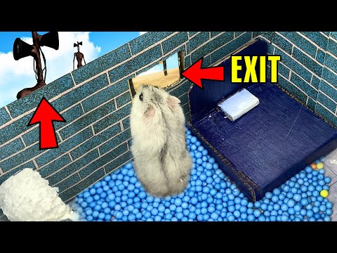 🐹 Cute Hamster escapes An Impossible Maze!! 🐹 Real life traps in Hamster stories Part 4