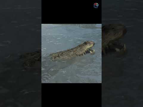How alligators survive in frozen water ||