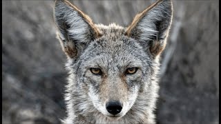 Qué Pasa con los Coyotes | Mini Documental