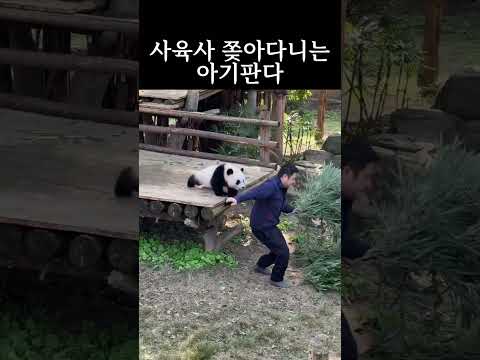 톰과 제리같은 아기판다 치산메이와 사육사 둔둔