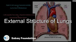 External Structure of Lungs