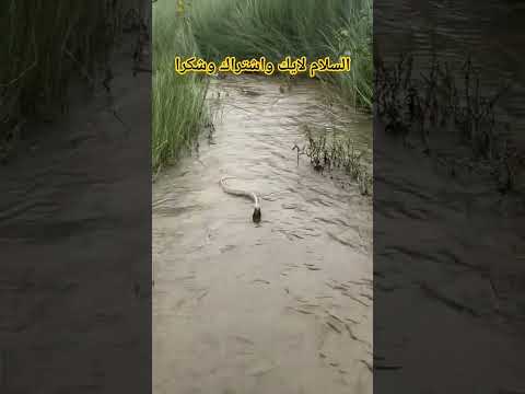 قال رسول الله صلى الله عليه وسلم إذا ظهر الحي