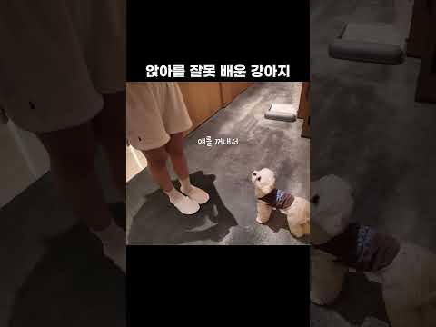 (480만뷰)앉아를 잘못 배운 강아지 #shorts