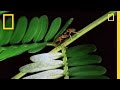 Symbiotic Relationships in the Costa Rican Rainforest