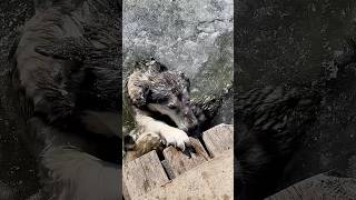 Собака ПРОВАЛИЛИСЬ ПОД ЛЕД! Часть 1.