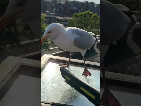 My Pet Seagull Refuses to Leave...