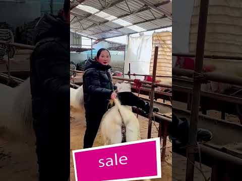 Funniest Donkey Ever! Donkey Training the fun way! 1268