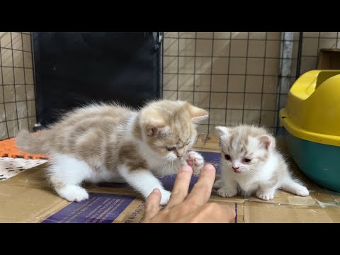 2 kittens born to the same mother but completely different heights and sizes.