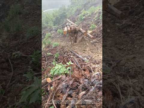 Horse-drawn timber transport! The arduous journey through the mountains and forests