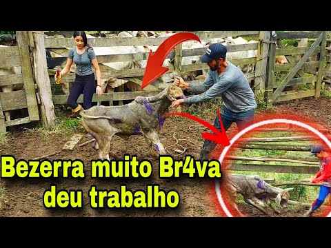 FOI UMA LIDA PRA LA DE BRUT4.!!! COM A FAMÍLIA VACINANDO O GADO