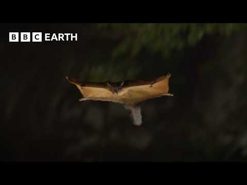 Sneaky 'Squirrel Rick' Escapes Filming | The Making of Asia | BBC Earth